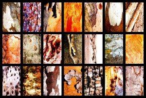 Central Australia Tree Bark Montage